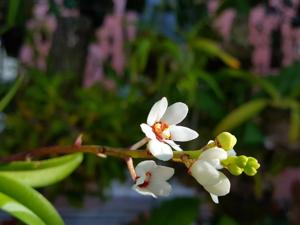Sarcochilus hartmannii