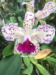 Cattleya amethystoglossa