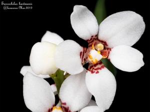 Sarcochilus hartmannii