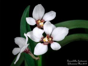 Sarcochilus hartmannii