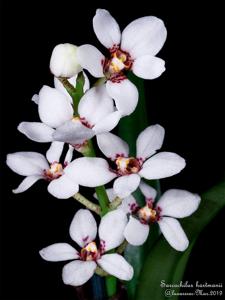 Sarcochilus hartmannii