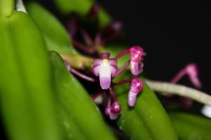 Micropera utriculosa