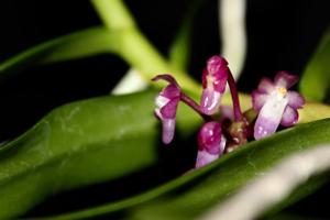 Micropera utriculosa