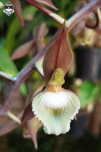 Catasetum juruenense