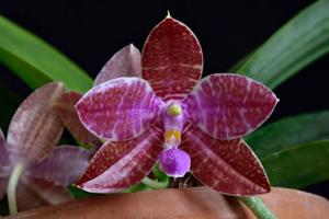 Phalaenopsis lueddemanniana