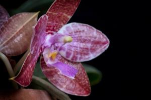 Phalaenopsis lueddemanniana