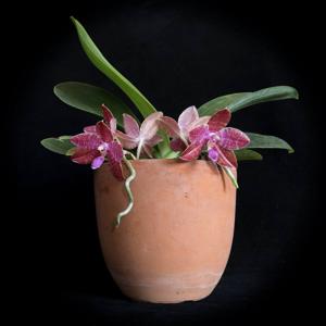 Phalaenopsis lueddemanniana