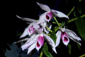 Dendrobium anosmum