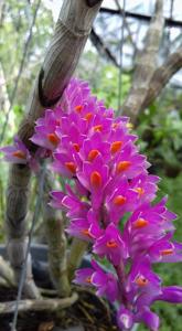 Dendrobium secundum