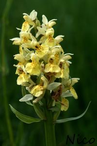 Dactylorhiza sambucina