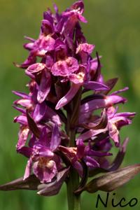 Dactylorhiza sambucina