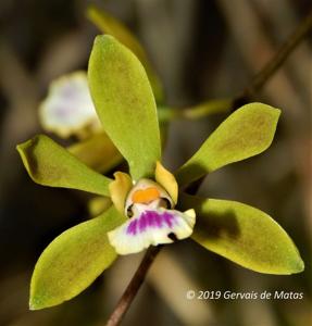 Encyclia tampensis