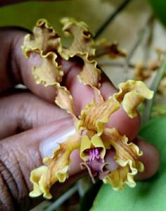 Dendrobium discolor