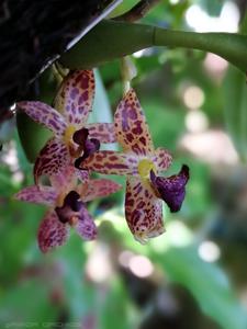 Bulbophyllum ecornutum