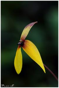 Bulbophyllum quadrangulare
