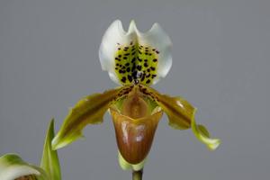 Paphiopedilum exul