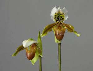 Paphiopedilum exul