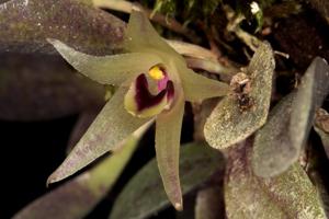 Octomeria estrellensis