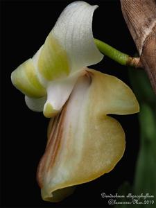 Dendrobium ellipsophyllum