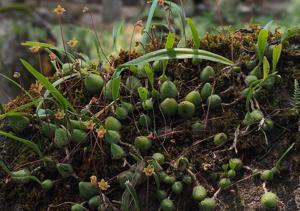 Bulbophyllum capillipes