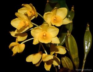 Dendrobium griffithianum