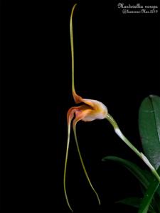 Masdevallia norops