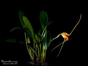 Masdevallia norops