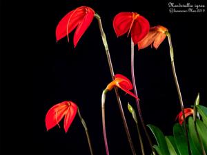 Masdevallia ignea