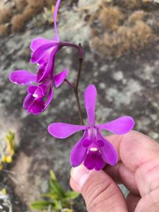 Encyclia jenischiana