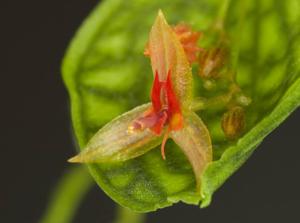 Lepanthes posthon