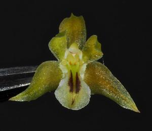 Dendrochilum gracile var. gracile