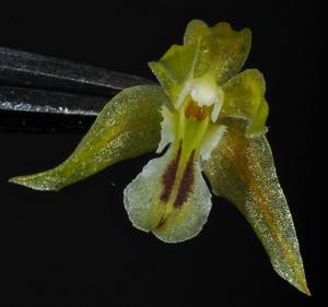 Dendrochilum gracile var. gracile