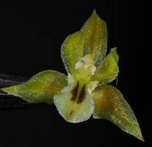 Dendrochilum gracile var. gracile