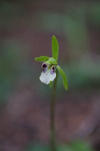 Dactylostalix ringens