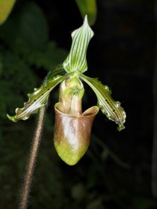 Paphiopedilum bungebelangi