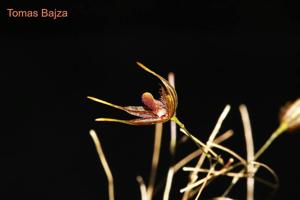 Andreettaea aristata