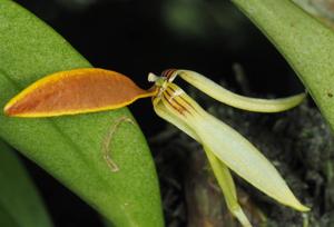 Bulbophyllum scaphioglossum