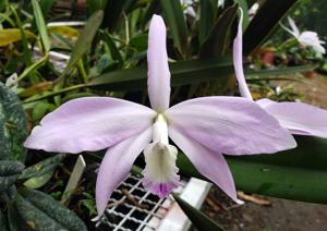 Cattleya perrinii