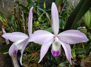 Cattleya perrinii