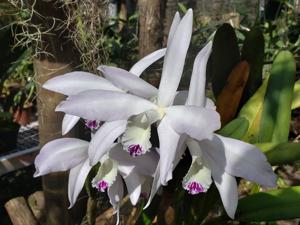 Cattleya perrinii