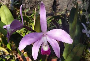 Cattleya perrinii