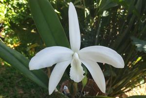 Cattleya perrinii