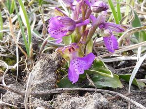 Anacamptis morio