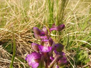 Anacamptis morio