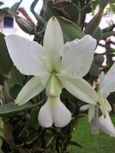 Cattleya walkeriana