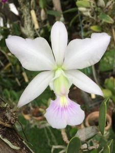 Cattleya walkeriana