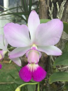 Cattleya walkeriana