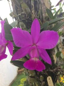 Cattleya walkeriana