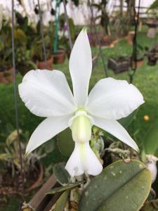 Cattleya walkeriana