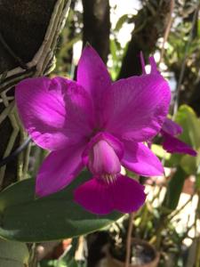 Cattleya walkeriana